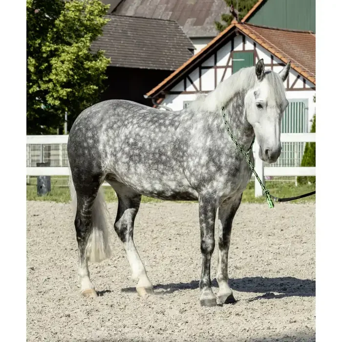 Adjustable horse reins USG Soft