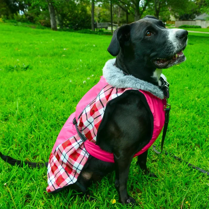 Alpine All Weather Dog Coat by Doggie Design – Raspberry Plaid