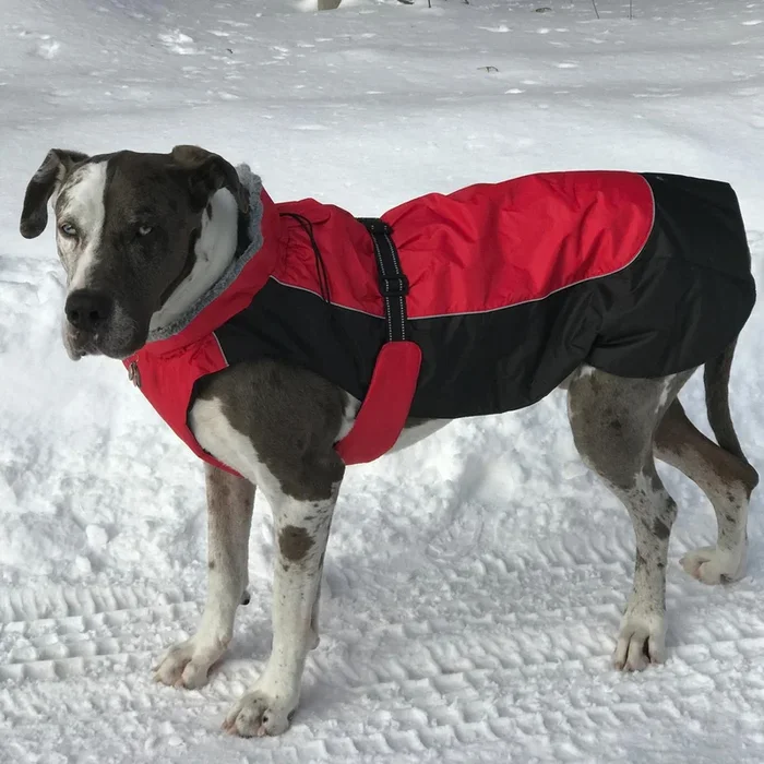Alpine All-Weather Dog Coat by Doggie Design – Red and Black