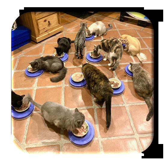 Anti Ant Tray