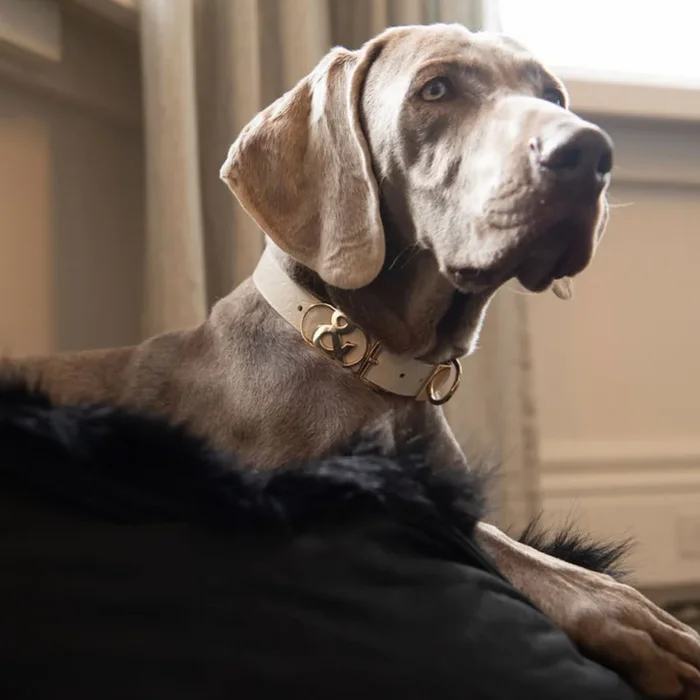 Balmain Leather Dog Collar