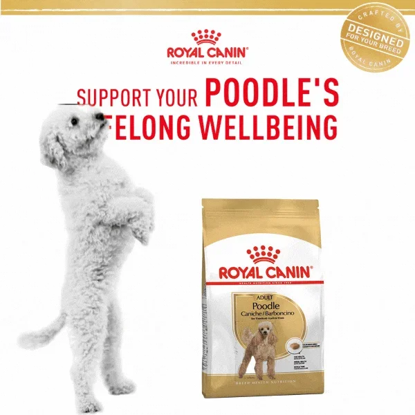 Beef Bone Marrow Stock – Nutrient-Rich Broth for Dogs & Cats