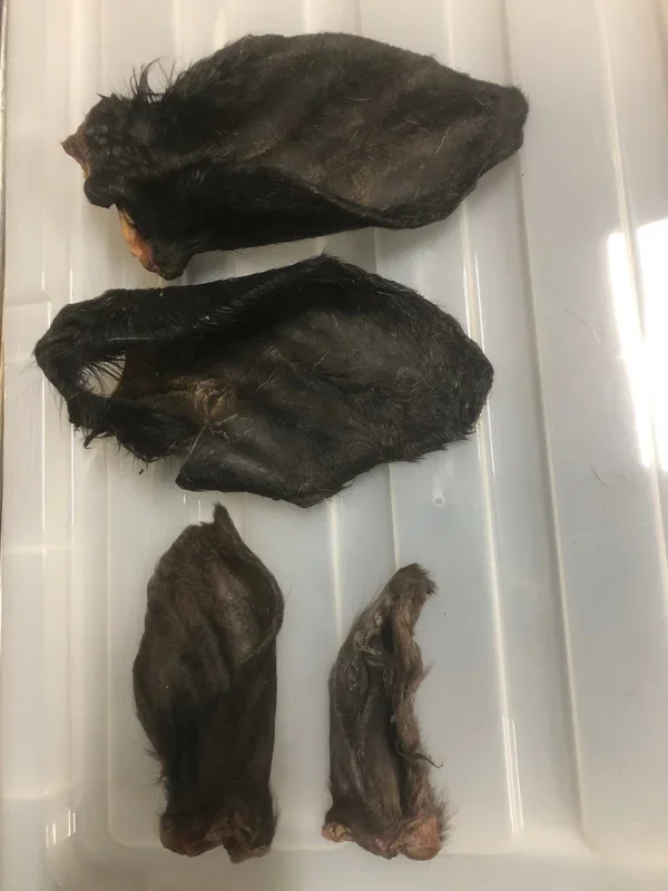 Beef Ear, Dehydrated, Hair on **Treat Pet Candy Cow Ear