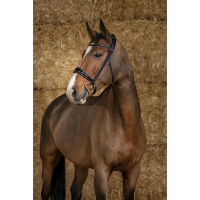 Bridles Norton Pro Éclat