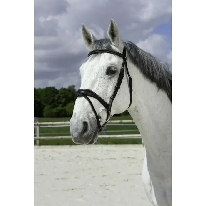 Bridles Norton Pro Vague