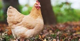 Cackle Buff Orpington Chicken