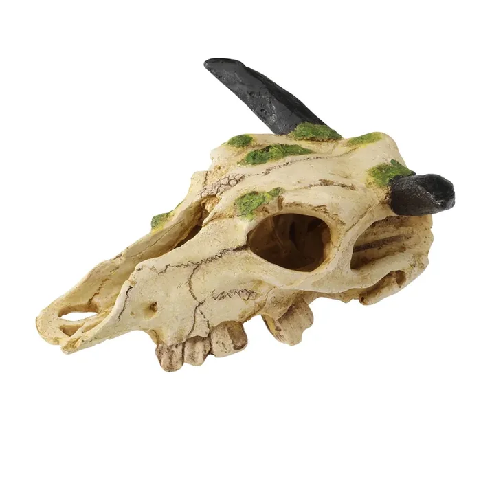 Carabao skull terrarium accessory Terra Della [Size 22x22x12.5 cm]
