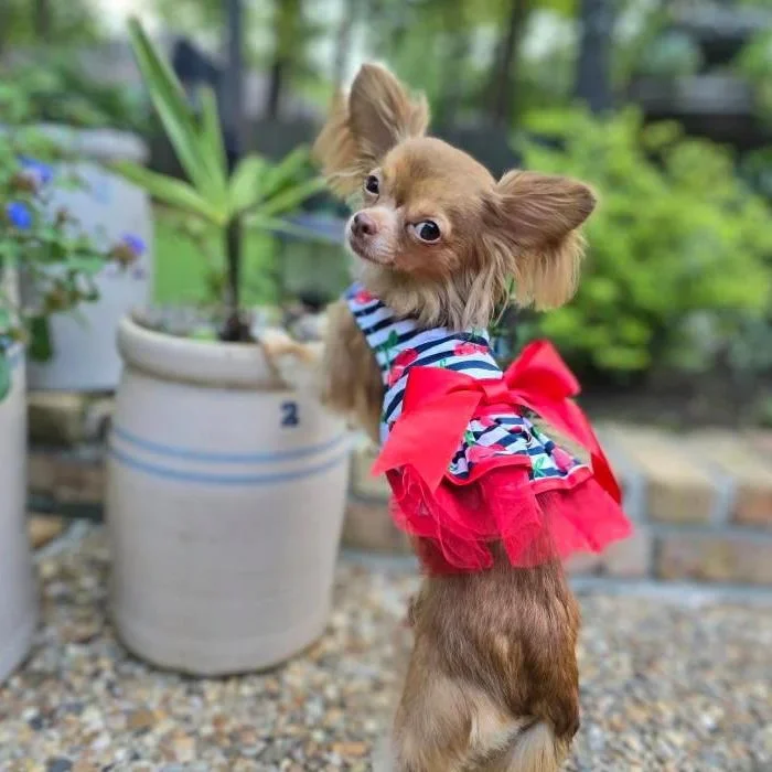 Cherry Stripe Dog Dress – Harness Style with Matching Leash