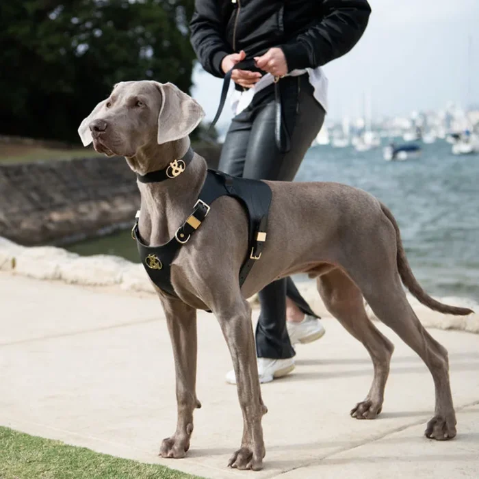 Coogee Leather Pet Harness