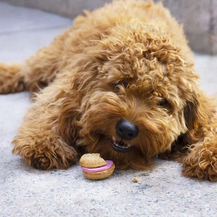 Crème Brûlée Dog Macarons (Single) from Bonne Filou