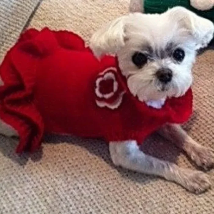 Dallas Dogs Red Sweater Dress – Warm & Stylish for Small Dogs