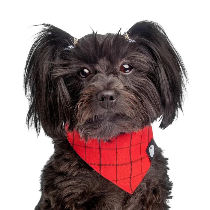 DOG & CO. | Check Bandana in Red