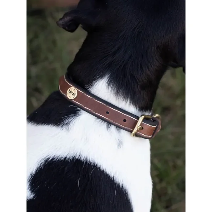 Dog collar Jacson Arezzo
