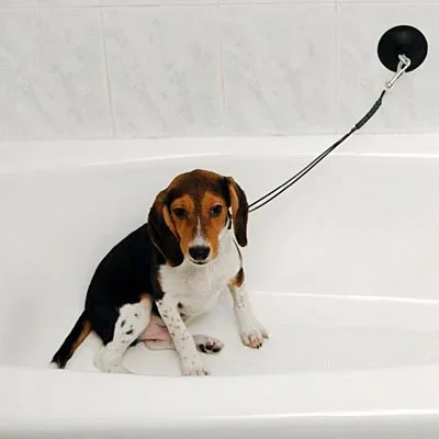 Dog Stay ‘n Wash Grooming Noose