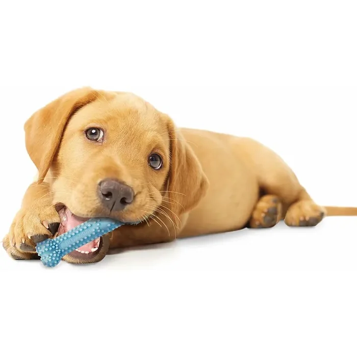 Dog toy Nylabone Puppy Teething Dental Chew – Blue Chicken XS [Size XS]