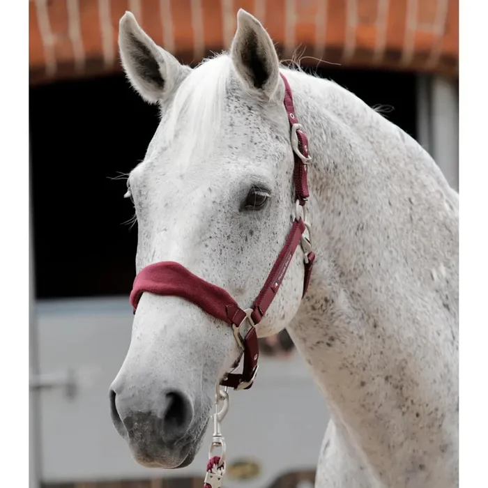 Fleece padded Halter Premier Equine