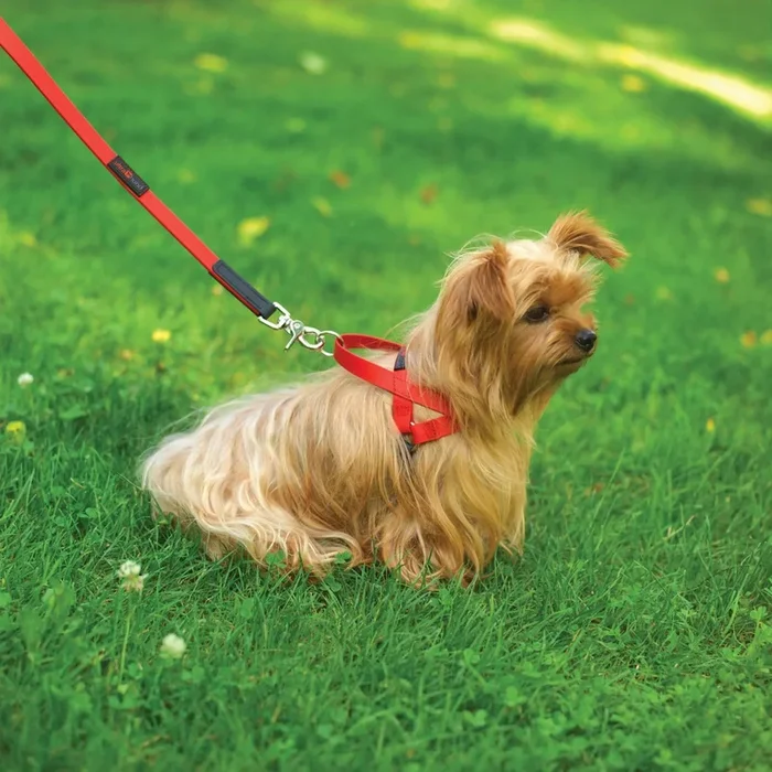 Freedom Harness