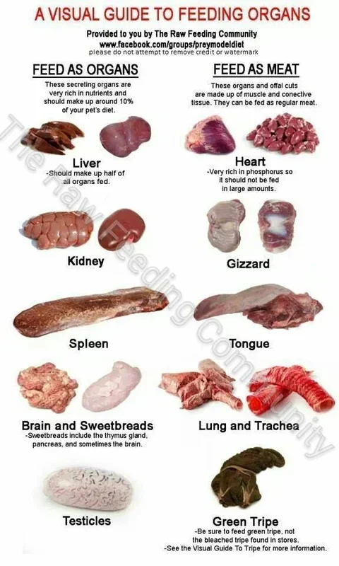 Goat Pancreas Whole – Frozen