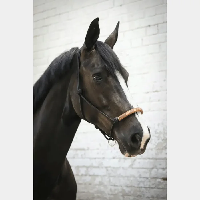 Halter for American Ethological Horse Pénélope