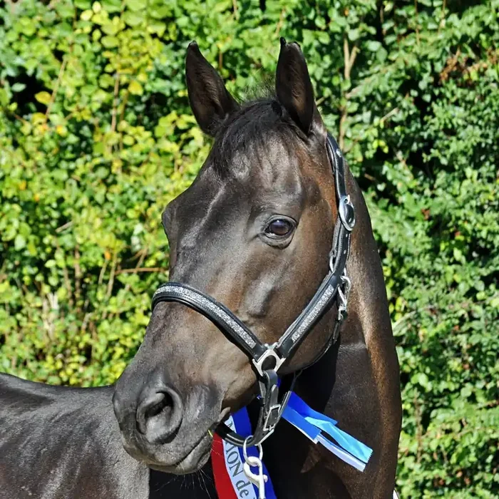Halter for horse Hekktor Horus