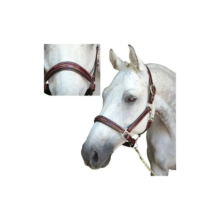 Halter for horse Lexington Denver