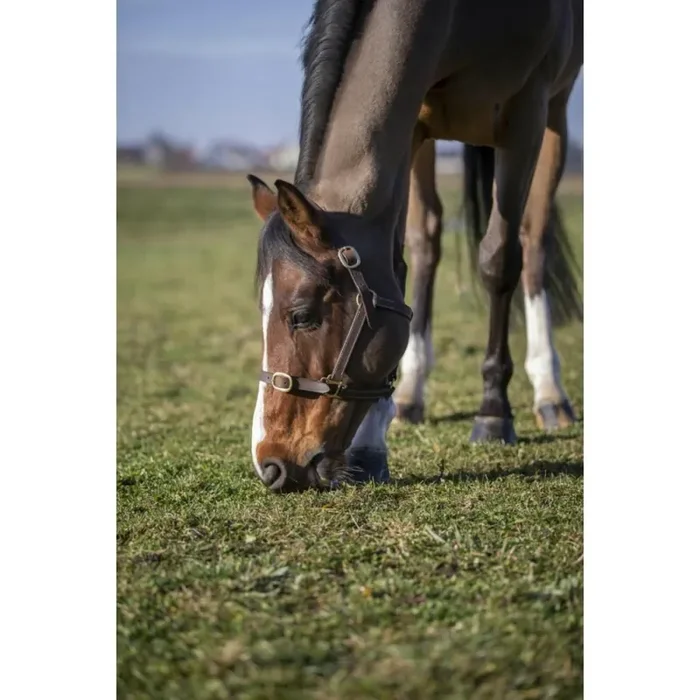 Halter for horse Norton Club Cuir