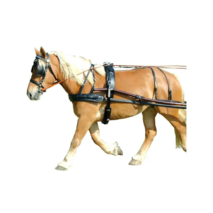 Harness Chetak Euro