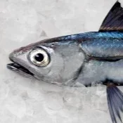 HOKI Heads – Fresh Whole