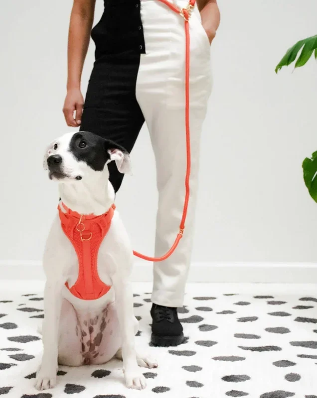 Infinity Dog Leash in Spice