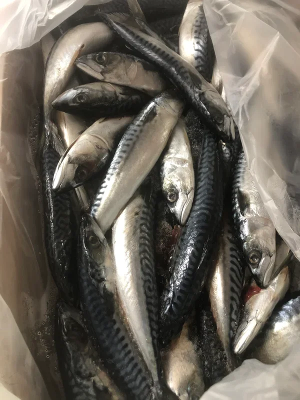 Mackerel Whole Prey Fish