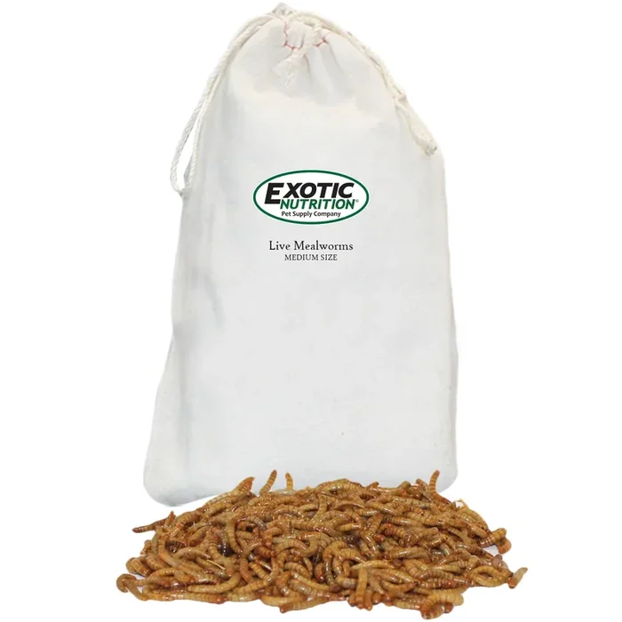 Medium Live Mealworms (1/2″)