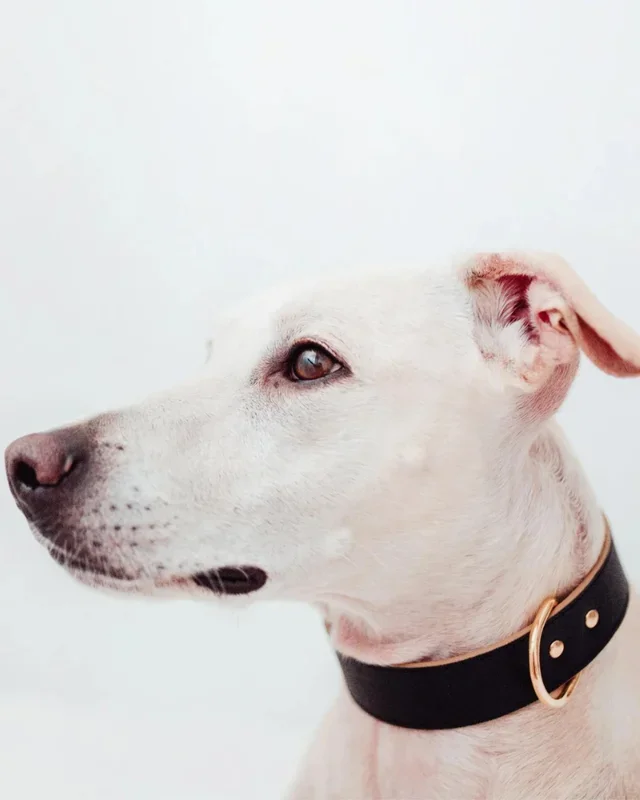 Moni Dog Collar in Black Leather (Made in Italy) (Wide)