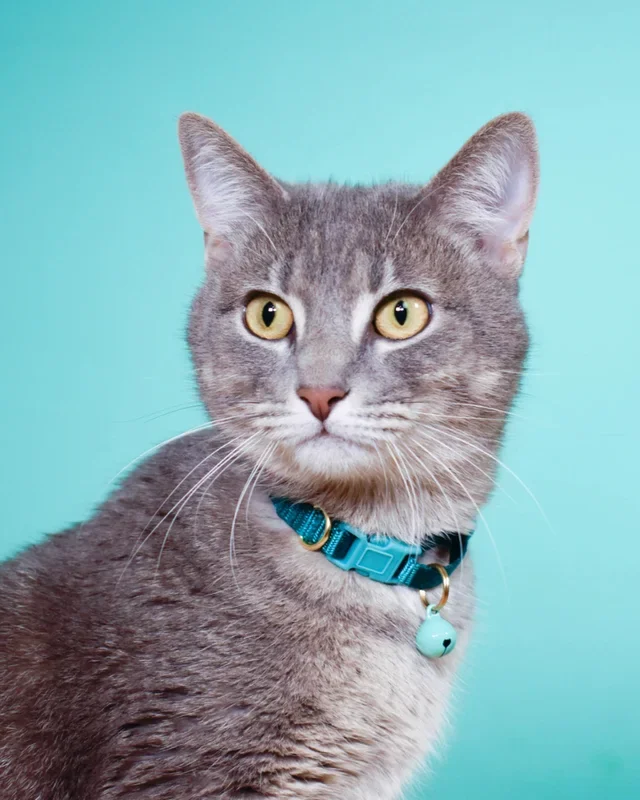 Nylon Breakaway Cat Collar w/ Bell (Made in the USA)