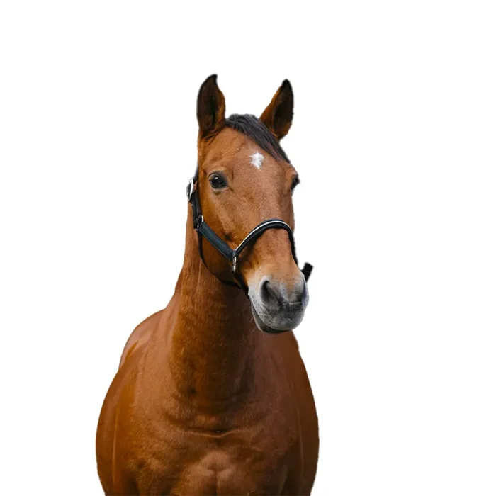 Nylon horse halter Equithème Domino [Size Horse]