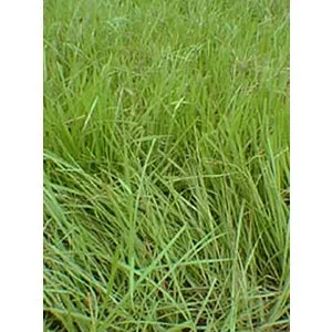Pensacola Bahia Grass Seed Coated 50-lbs
