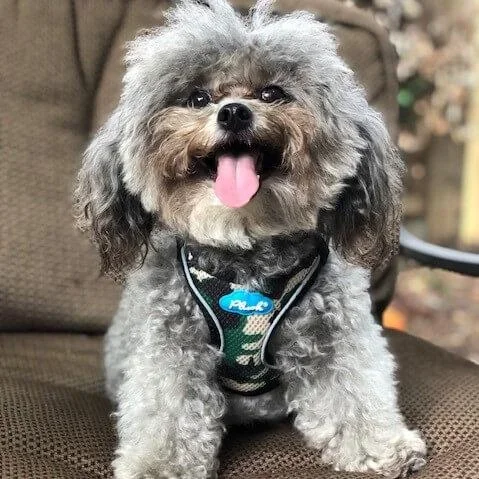 Plush Camo Step-In Dog Harness – Choke-Free, Comfy Fit
