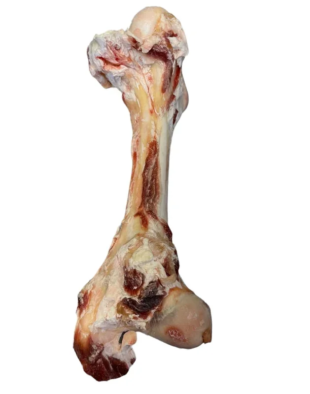 Raw Beef Femur