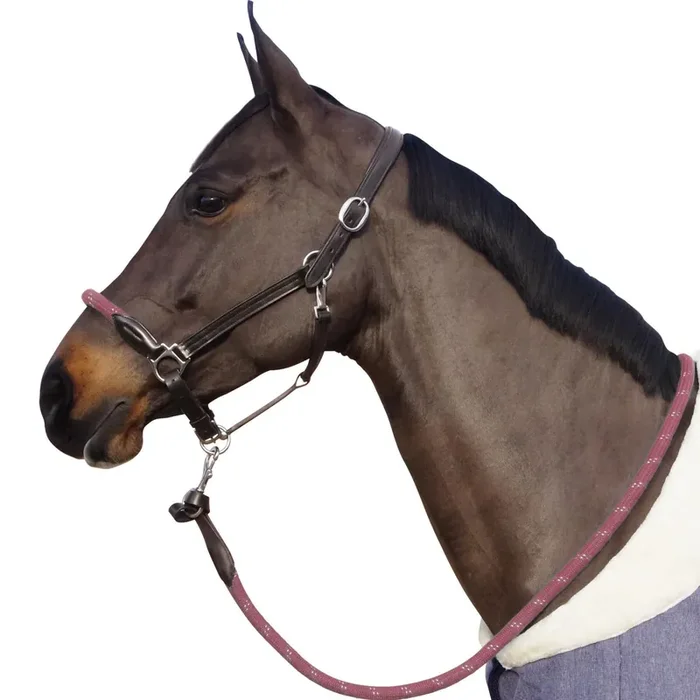 reins halter with white buckles Canter