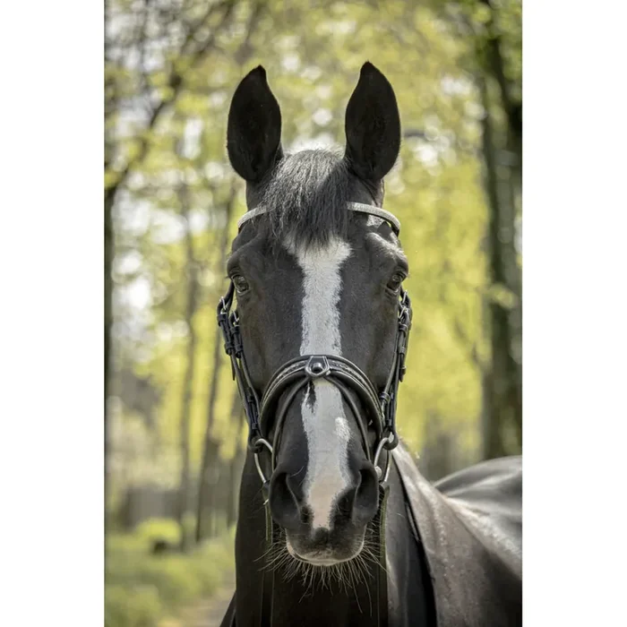 Riding bridle Pénélope Harmonie [Size Horse]