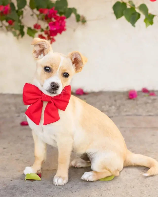 Ruby Lady Dog Bow