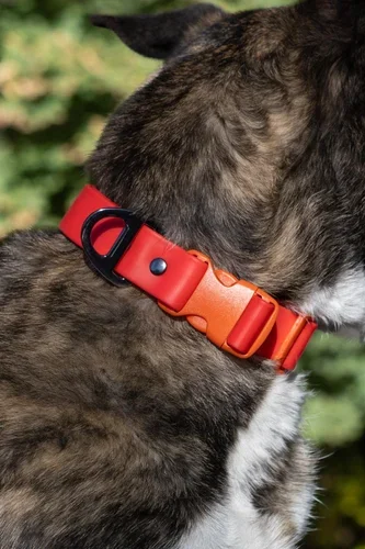 Scarlet Peaks Waterproof Dog Collar | ElitePawPalace
