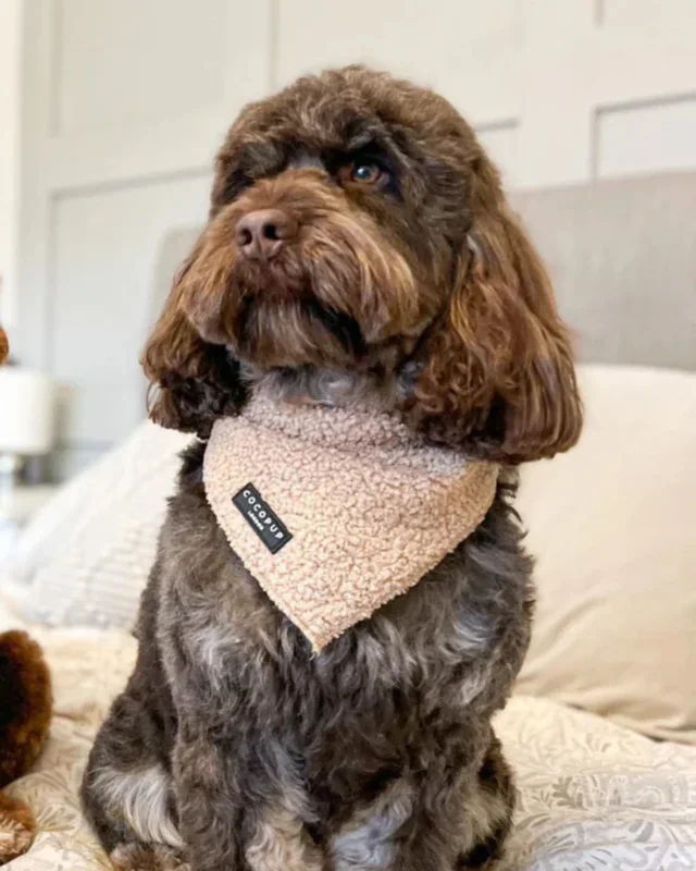 Teddy Dog Bandana (20×20″)