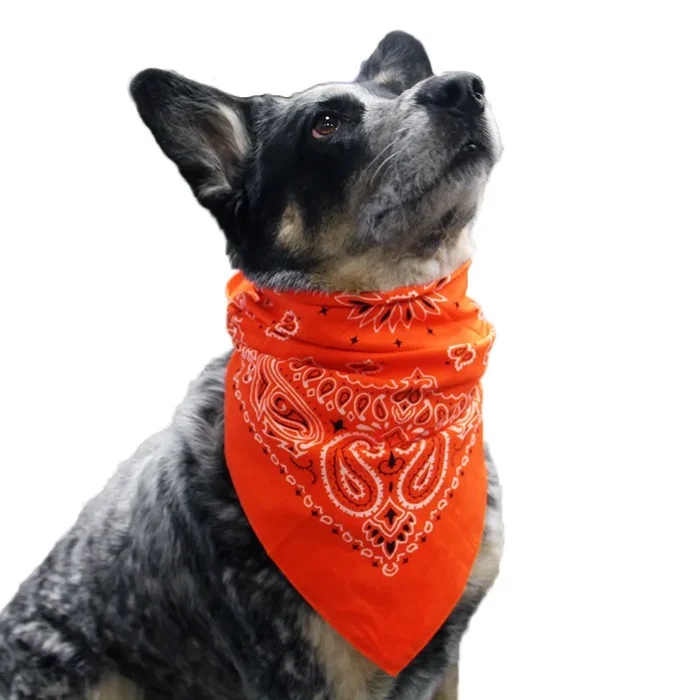 Top Performance Paisley Dog Bandana – Orange