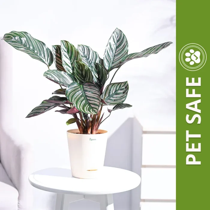 Ugaoo Calathea Sanderiana Natural Live Indoor Pet Safe Plant with Pot