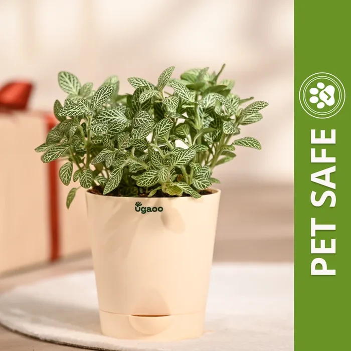 Ugaoo Fittonia Green Pet Safe Plant with Self Watering Pot (Nerve Plant)