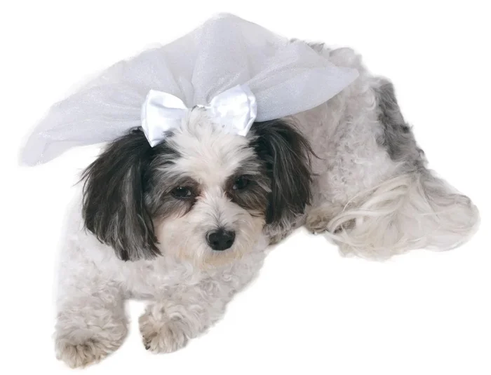 Wedding Veil