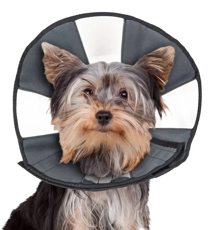 ZenCone Soft Recovery Collar with Windows by ZENPET for Comfortable Pet Healing